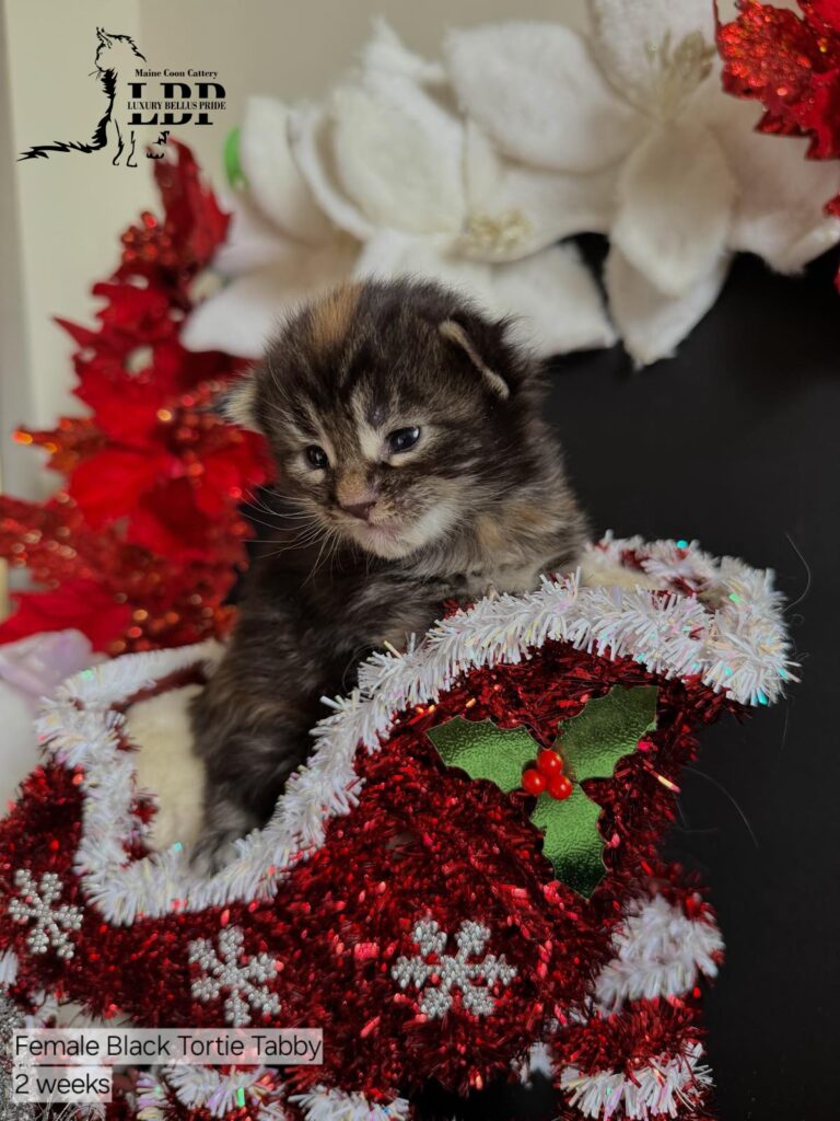 maine coon kitten