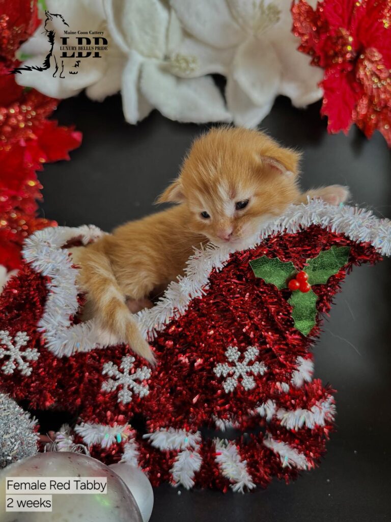 maine coon kitten