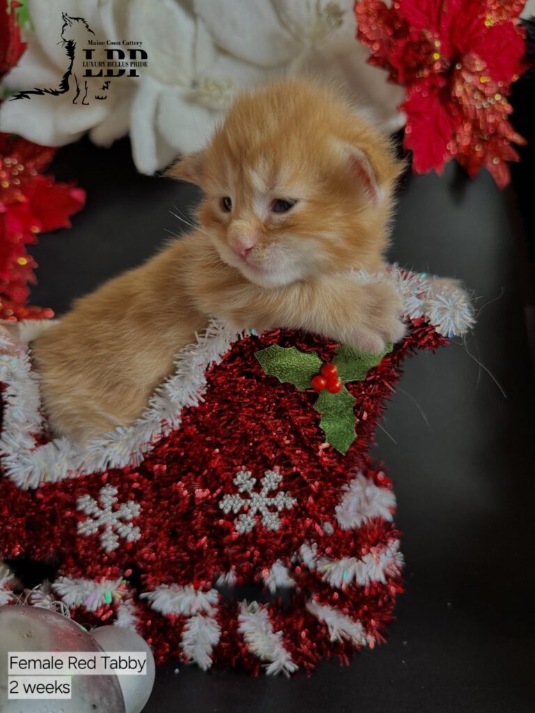 maine coon kitten