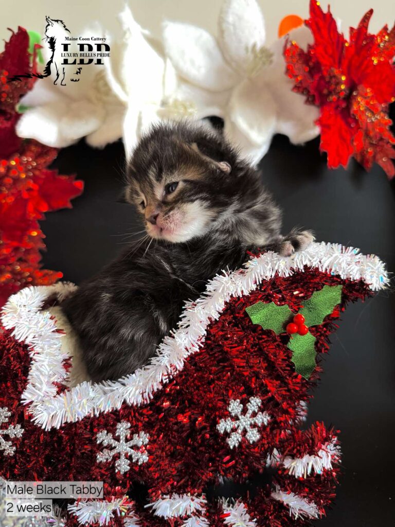 maine coon kitten