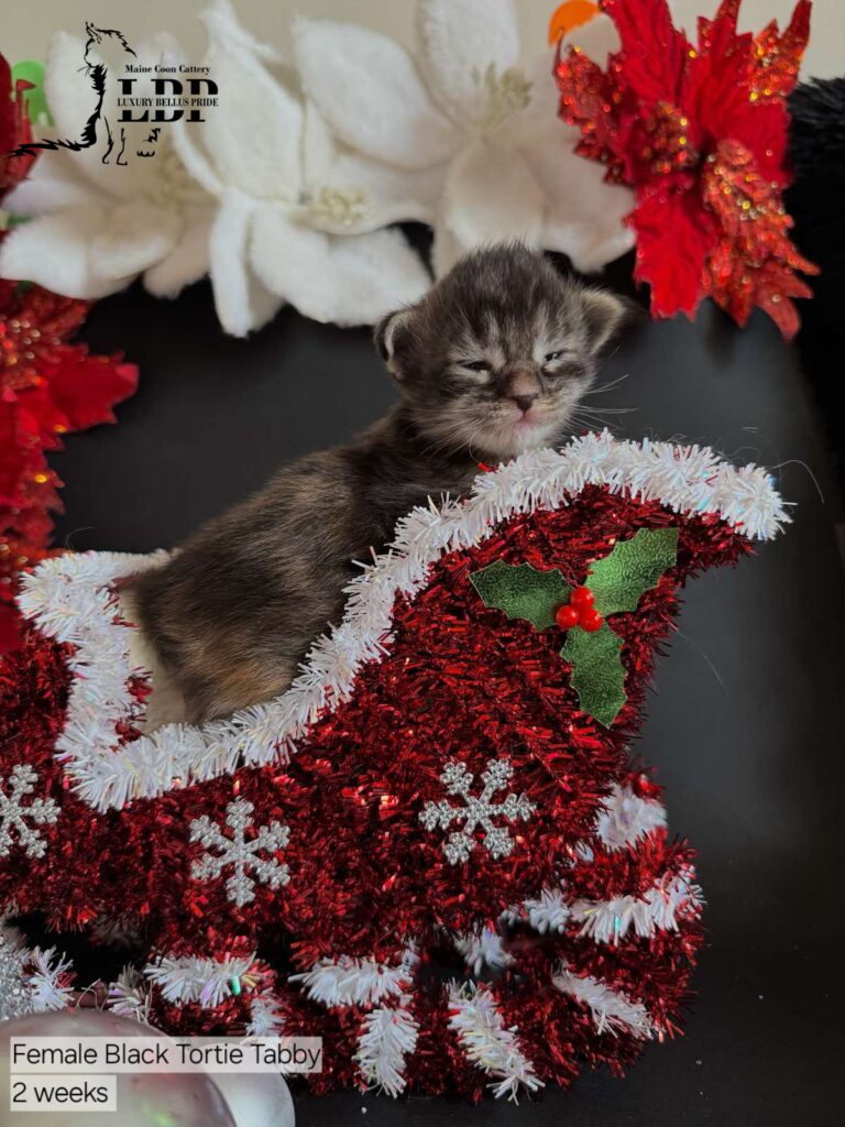 maine coon kitten