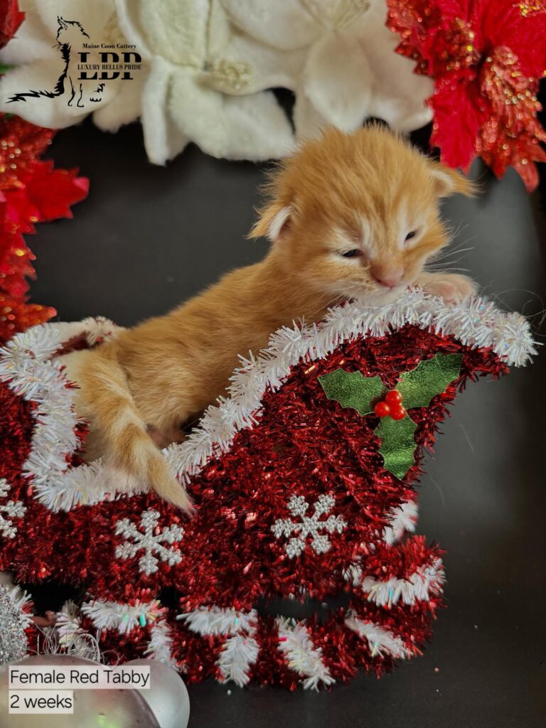 maine coon kitten