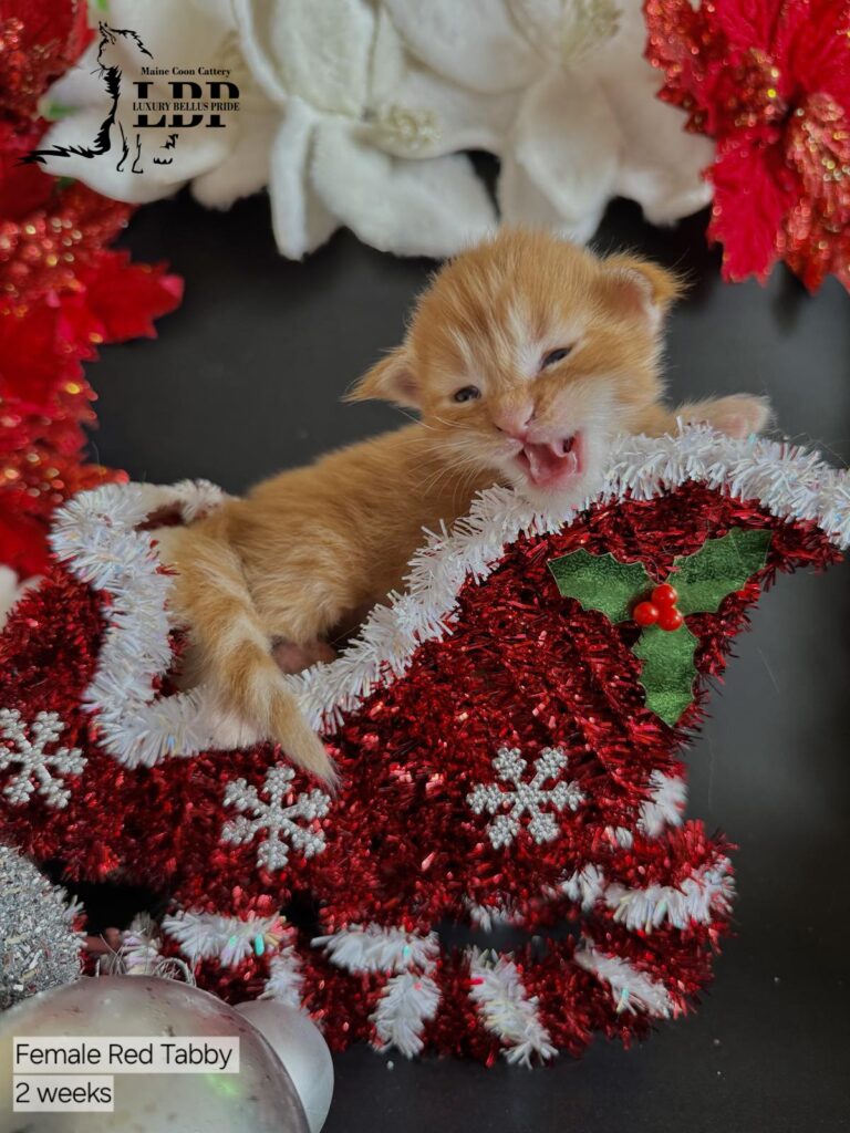 maine coon kitten