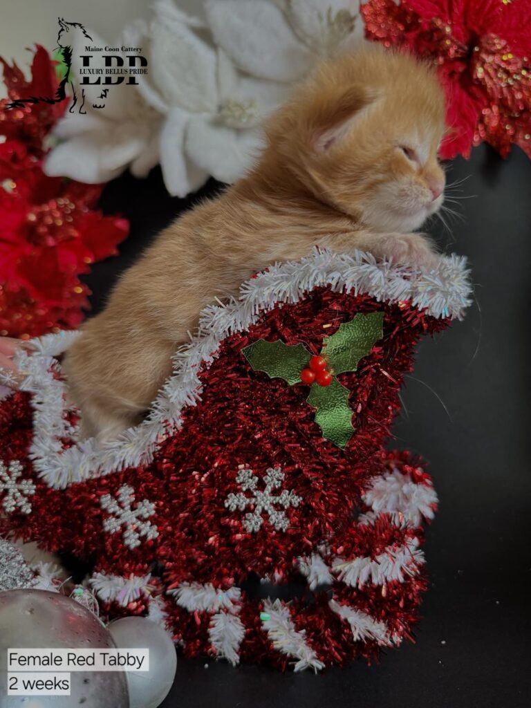 maine coon kitten