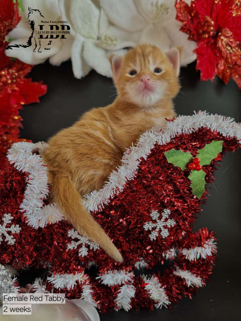 maine coon kitten