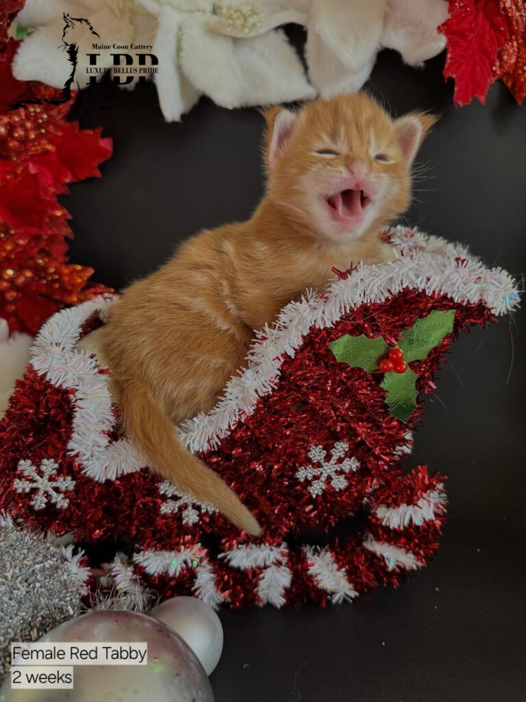 maine coon kitten