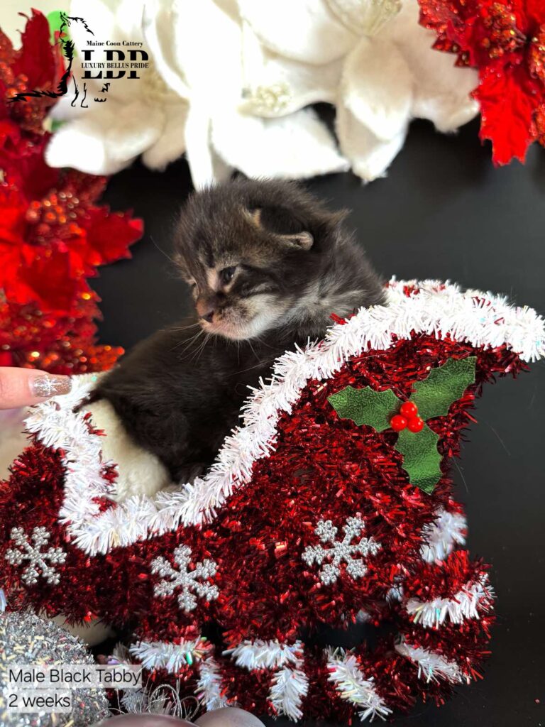 maine coon kitten