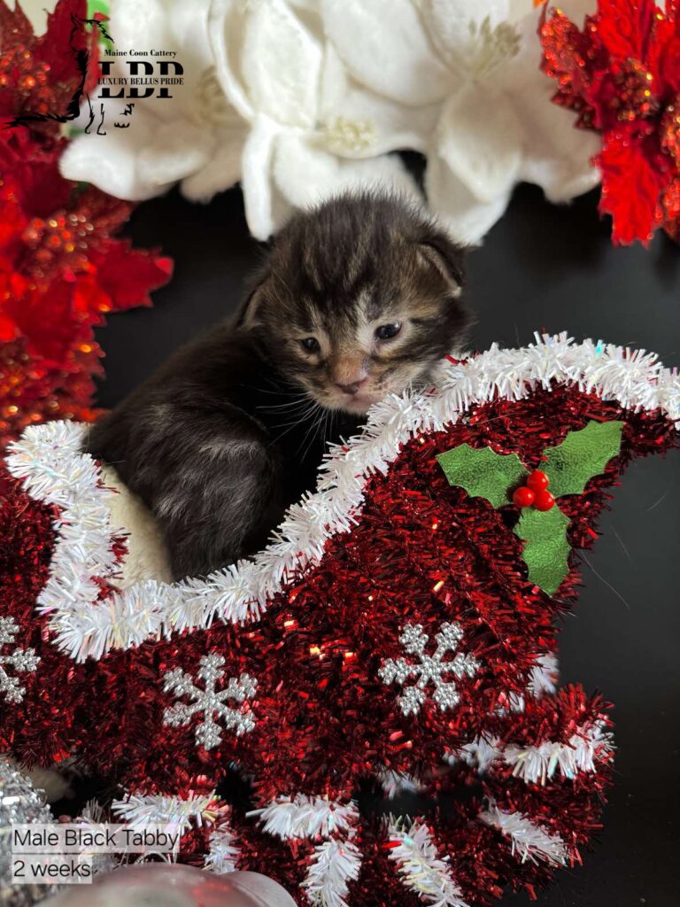 maine coon kitten